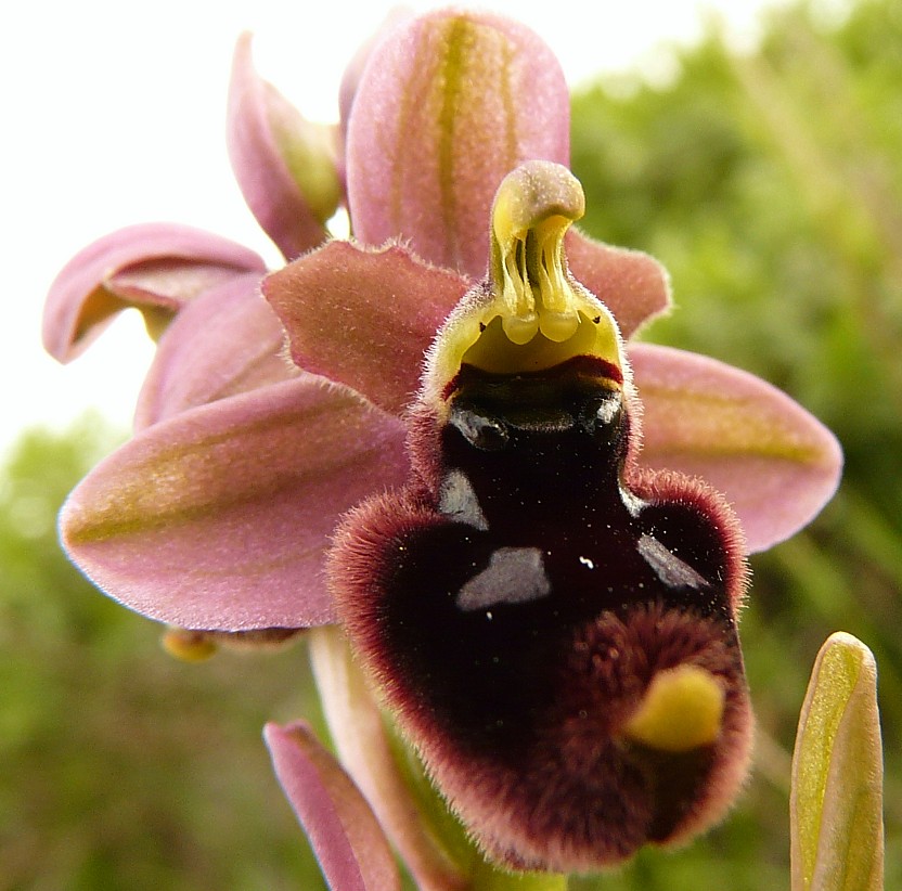 Ibrido: O. promontorii x O. tenthredinifera ???